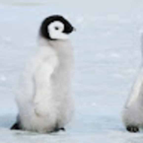 Meet your Posher, Pengy - Picture 1 of 1
